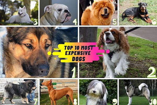 Top 10 Most Expensive Dog Breeds