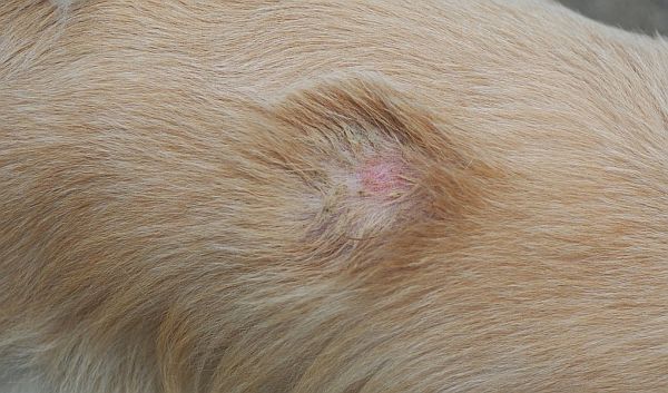 Effective Home Remedies for Ringworm in Dogs