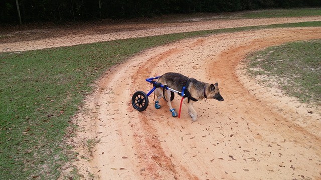 disabled-dog