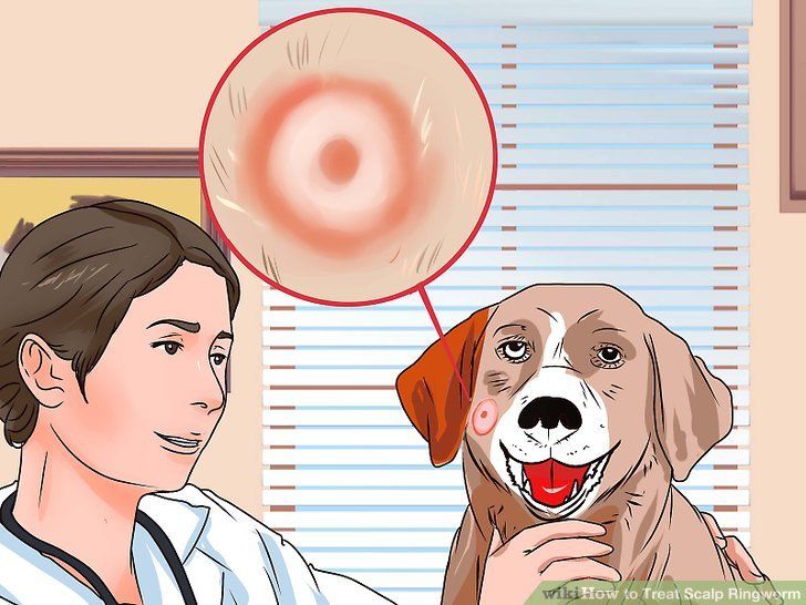 how long do you treat ringworm in dogs