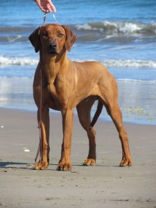 Rhodesian_ridgeback_guard-dog
