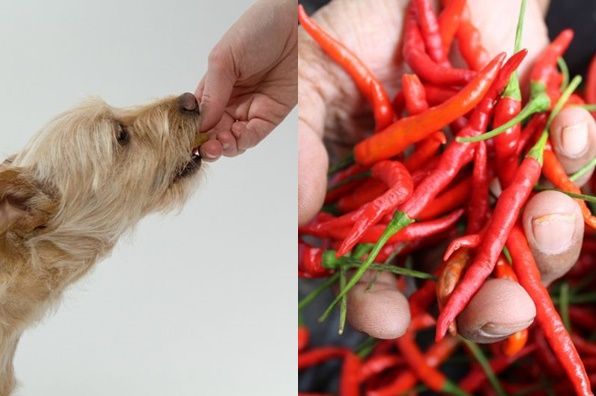 Können Hunde scharfes Essen essen