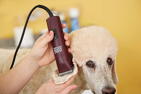 Grooming-dog-ears-with-Andis-UltraEdge-Super-2-Speed