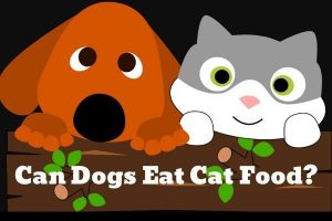 Can Dogs Eat Dry Cat Food?