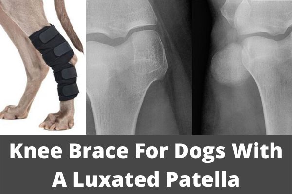 luxating patella dog brace