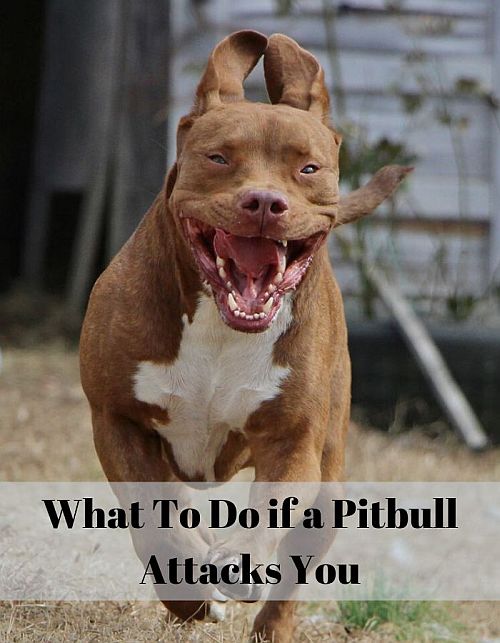 how often do pit bulls attack