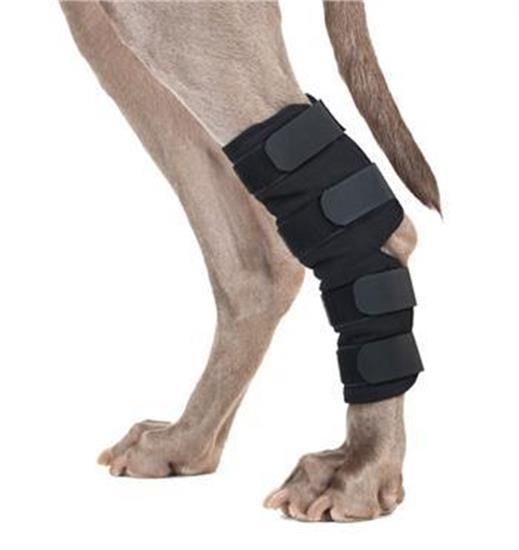 Knee Brace For Dogs With A Luxated Patella