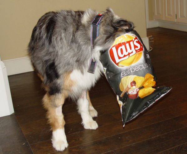 are chips harmful to dogs