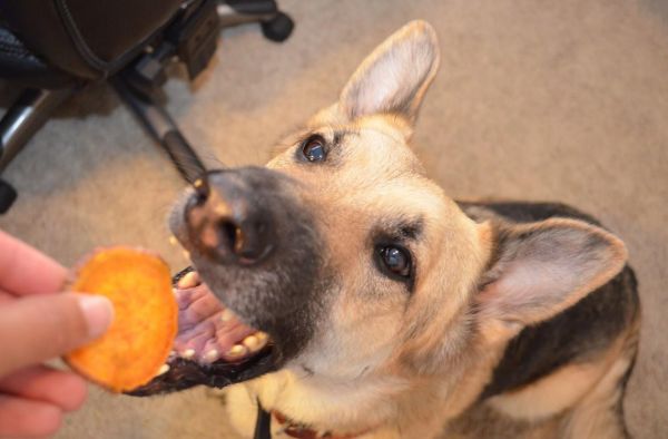 what happens if dogs eat salt and vinegar chips