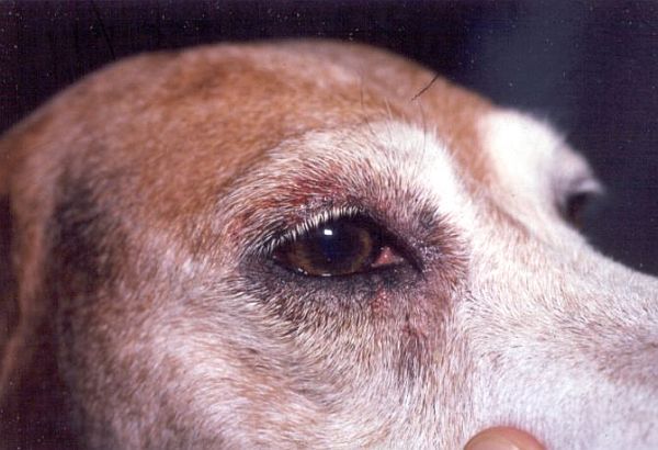 dog-skin-infection-home-remedy