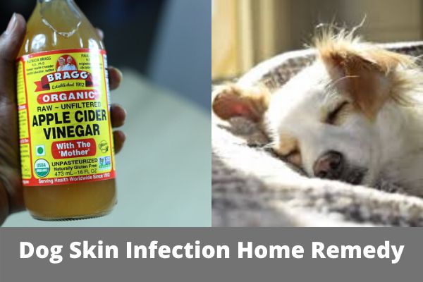 Dog-Skin-Infection-Home-Remedy