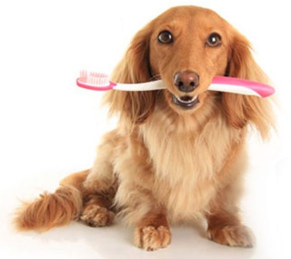 how-much-does-it-cost-to-get-dogs-teeth-cleaned