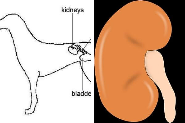 Low Protein Dog Food Recipes for Kidney Disease