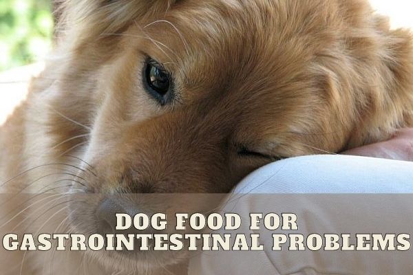 dog-food-for-gastrointestinal-problems-canine-prime