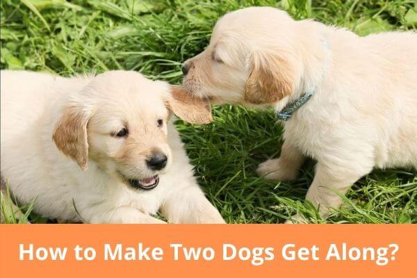 How To Make Two Dogs Get Along