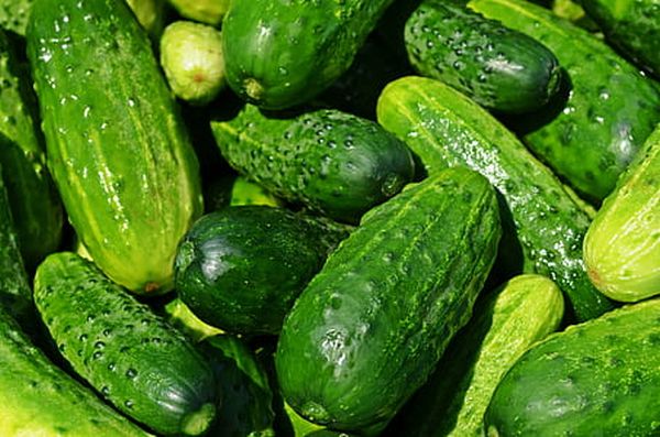 Can Dogs Have Cucumbers 2