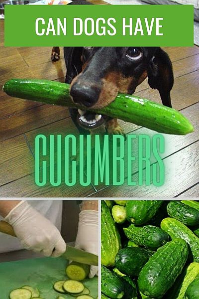 Can Dogs Have Cucumbers