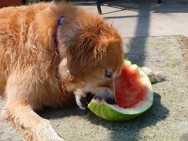 can dogs have watermelon