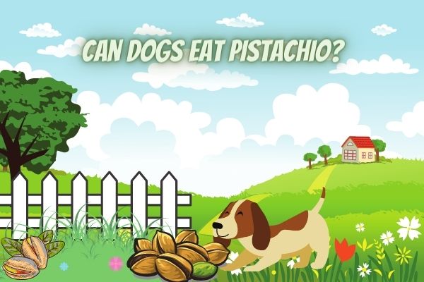 Can Dogs Eat Pistachio