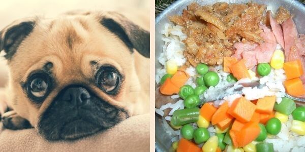 Low Protein Dog Food Recipes For Kidney Disease