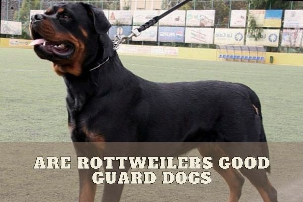 are rottweilers good security dogs