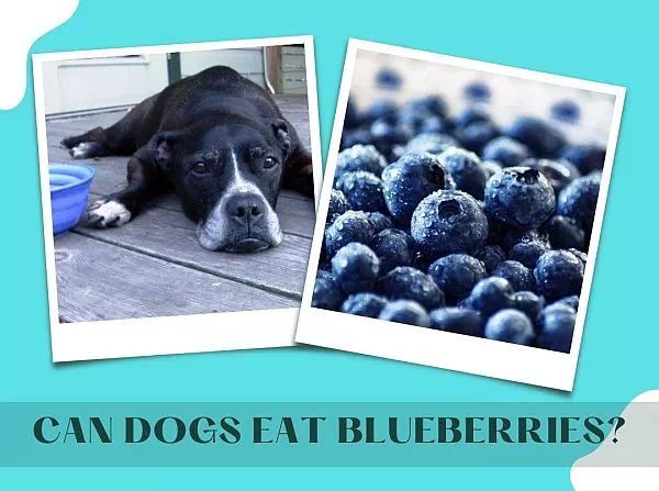 are fresh blueberries bad for dogs