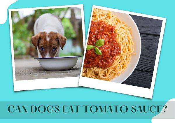 can-dogs-eat-tomato-sauce-here-s-what-you-need-to-know