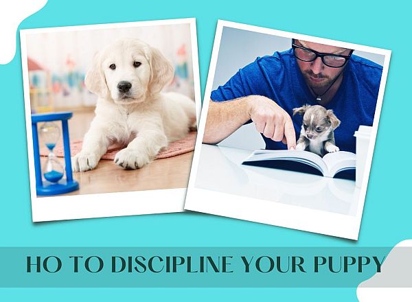 how do you discipline a puppy for bad behavior